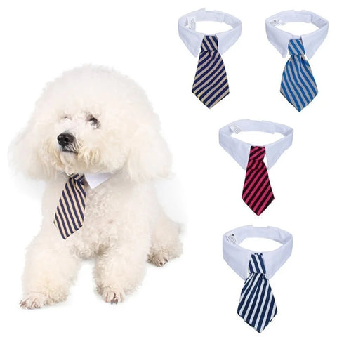 Adjustable Bow Tie Collar for Cats & Dogs — customer photo