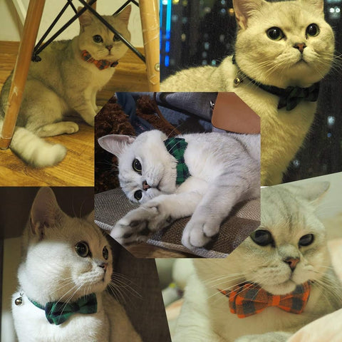Breakaway Cat Collar with Bell &amp; Bow Tie – Set of 2 — customer photo